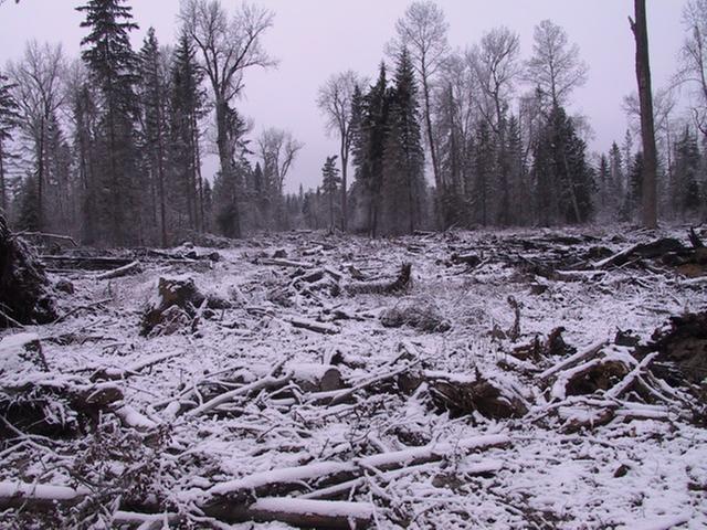 [Thumbnail for Plum Creek Cut, Swan Valley, Montana.JPG]